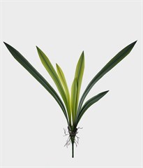 FOLHA ORQUIDEA REAL  VERDE