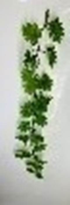 PENDENTE BEGONIA REX 120CM