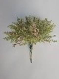 PICK C/5 25CM VERDE DCX0776