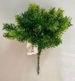 PICK C/6 VERDE 20CM DCX0762
