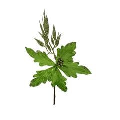 PICK FLOR POINSETIA NATALINA AVELUDADA COM GLITTER 30CM VERDE ED506273